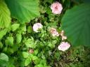 kleine-rosa-rosen.JPG